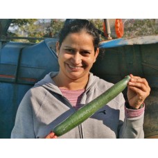 TELEGRAPH CUCUMBER -  Each  Pukekohe Grown